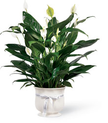 The FTD Comfort Planter from Parkway Florist in Pittsburgh PA
