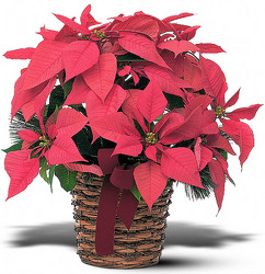 Poinsetta Basket from Parkway Florist in Pittsburgh PA