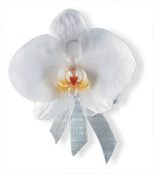 White Phalaenopsis Corsage from Parkway Florist in Pittsburgh PA