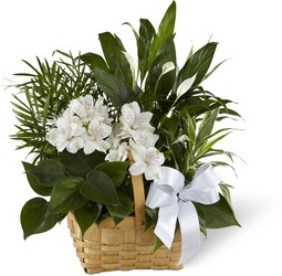 The Peace & Serenity Dishgarden from Parkway Florist in Pittsburgh PA
