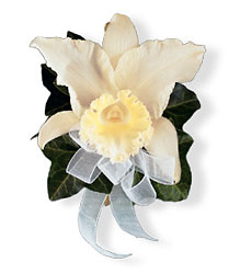 Japhet Orchid Corsage from Parkway Florist in Pittsburgh PA Japhet Orchid Corsage from Parkway Florist in Pittsburgh PA