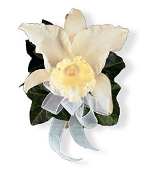 Japhet Orchid Corsage from Parkway Florist in Pittsburgh PA